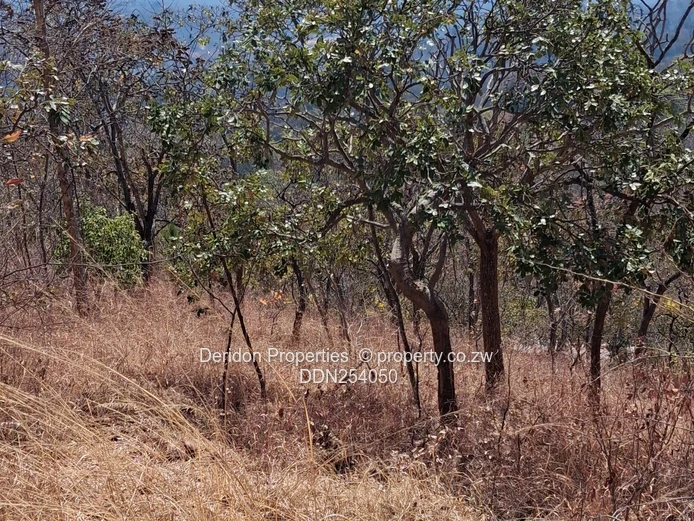 1ha Umwinsidale Stand — Level, Tree-Lined & Accessible